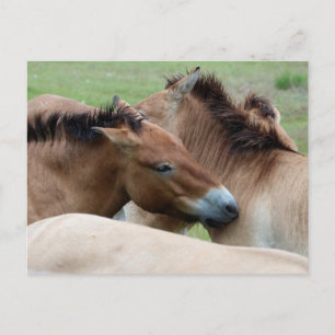 Postal Caballos salvajes