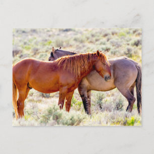 Postal Caballos Salvajes