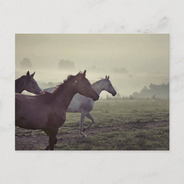 Postal Caballos salvajes (Anverso)