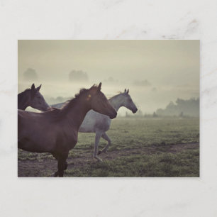 Postal Caballos salvajes
