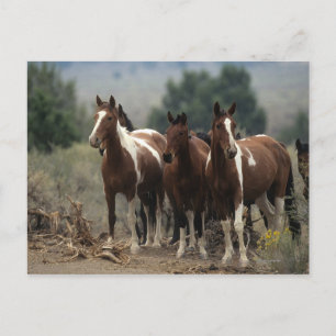 Postal Caballos salvajes 7 del mustango
