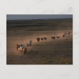 Postal Caballos salvajes caminando hacia el desierto