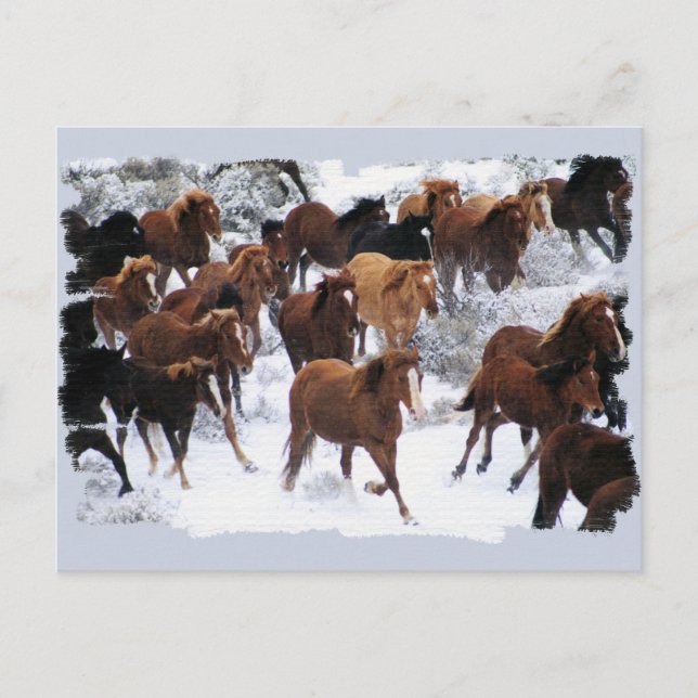 Postal Caballos salvajes conducidos (Anverso)
