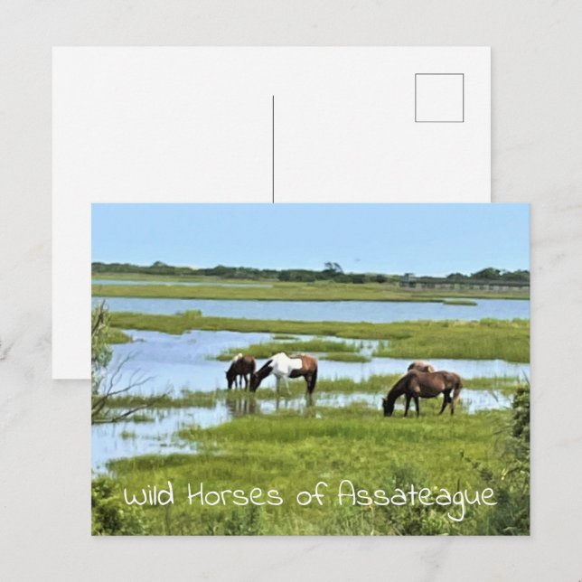 Postal Caballos salvajes de Assateague (Anverso / Reverso)