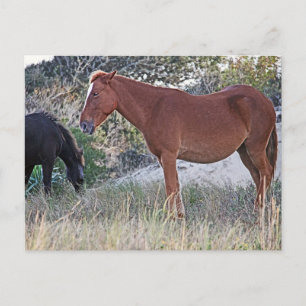 Postal Caballos salvajes de Corolla