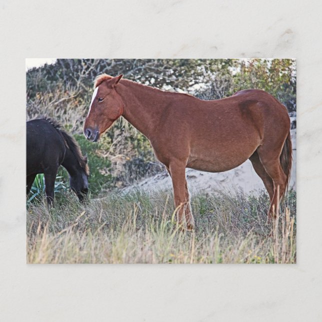Postal Caballos salvajes de Corolla (Anverso)