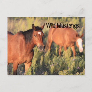 Postal Caballos salvajes de Mustang