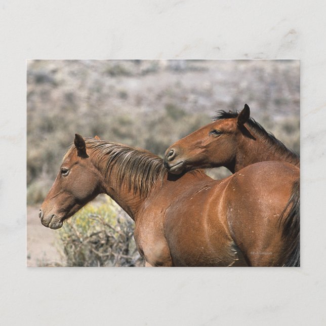Postal Caballos salvajes de Mustang conmovedores (Anverso)