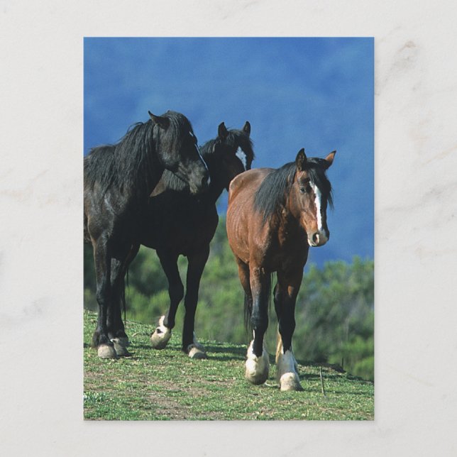 Postal Caballos salvajes de Mustang en las montañas (Anverso)