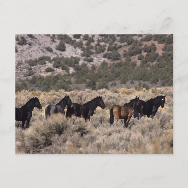 Postal Caballos salvajes del mustango en el desierto 2 (Anverso)