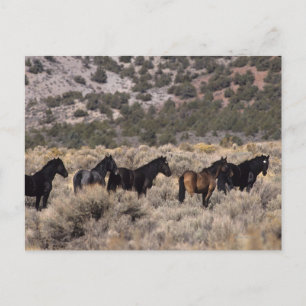 Postal Caballos salvajes del mustango en el desierto 2