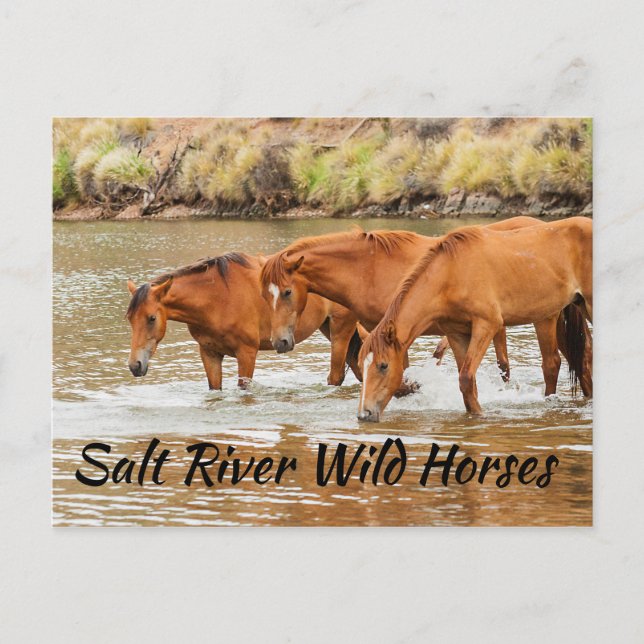 Postal Caballos salvajes del río Salt (Anverso)