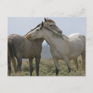 Postal Caballos salvajes desmoronándose