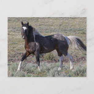 Postal Caballos salvajes después de un baño de polvo