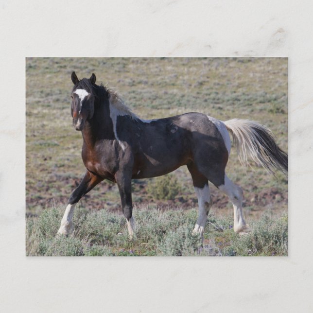 Postal Caballos salvajes después de un baño de polvo (Anverso)