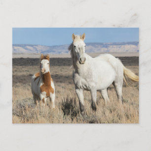 Postal Caballos salvajes en casa en la cuenca de Sandwash