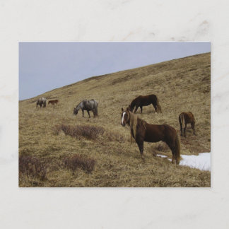 Postal Caballos salvajes en la isla Unalaska