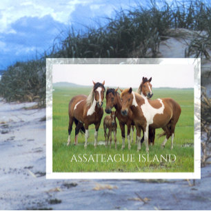 Postal Caballos salvajes, Isla de Assateaue Mar Nacional,
