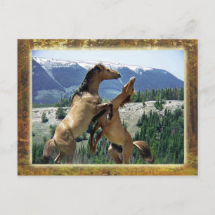 Postal Caballos salvajes luchando, Montaña Pryor, Montana
