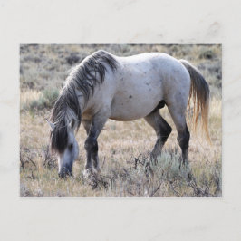 Postal Caballos salvajes McCullough Peaks