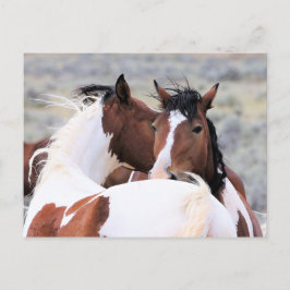 Postal Caballos salvajes McCullough Peaks