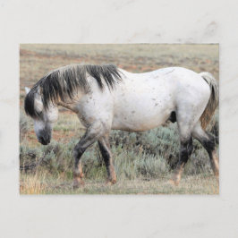 Postal Caballos salvajes McCullough Peaks