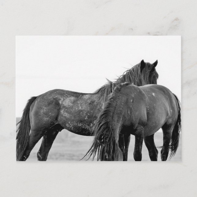 Postal Caballos salvajes McCullough Peaks (Anverso)
