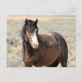 Postal Caballos salvajes McCullough Peaks