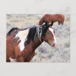 Postal Caballos salvajes McCullough Peaks