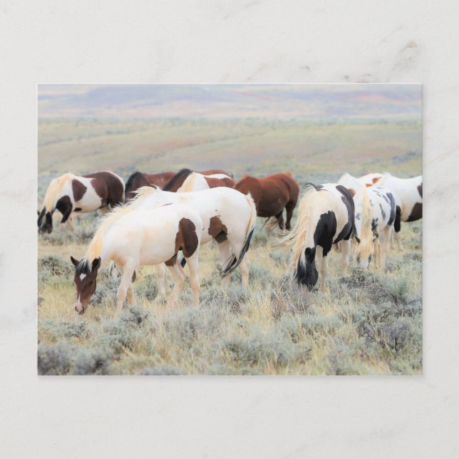 Postal Caballos salvajes McCullough Peaks (Anverso)