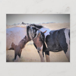 Postal Caballos salvajes McCullough Peaks