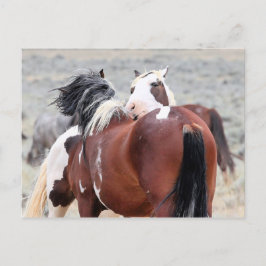 Postal Caballos salvajes McCullough Peaks