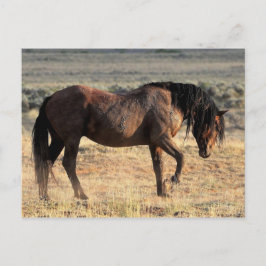 Postal Caballos salvajes McCullough Peaks