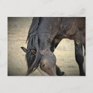 Postal Caballos salvajes McCullough Peaks