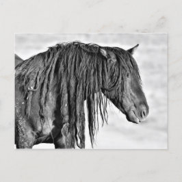 Postal Caballos salvajes McCullough Peaks