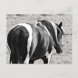 Postal Caballos salvajes McCullough Peaks