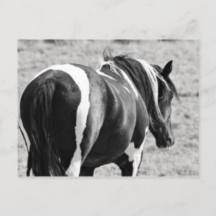 Postal Caballos salvajes McCullough Peaks