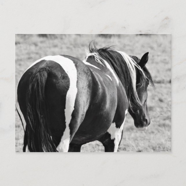 Postal Caballos salvajes McCullough Peaks (Anverso)