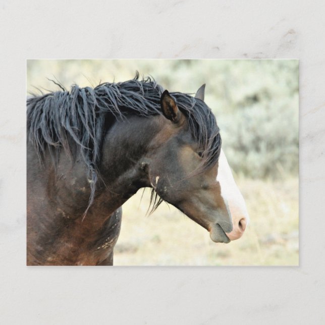 Postal Caballos salvajes McCullough Peaks (Anverso)