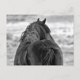 Postal Caballos salvajes McCullough Peaks