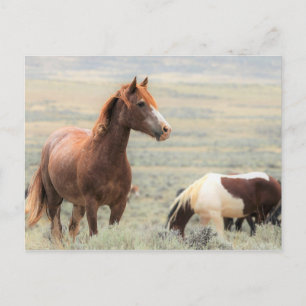Postal Caballos salvajes McCullough Peaks