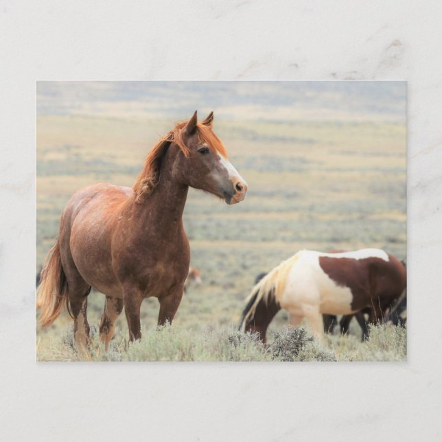 Postal Caballos salvajes McCullough Peaks (Anverso)