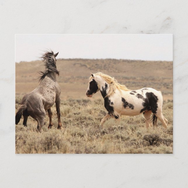 Postal Caballos salvajes McCullough Peaks (Anverso)