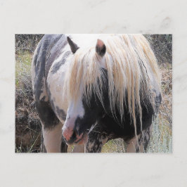 Postal Caballos salvajes McCullough Peaks