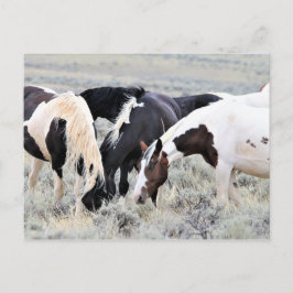Postal Caballos salvajes McCullough Peaks