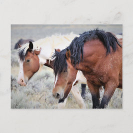 Postal Caballos salvajes McCullough Peaks