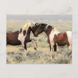 Postal Caballos salvajes McCullough Peaks