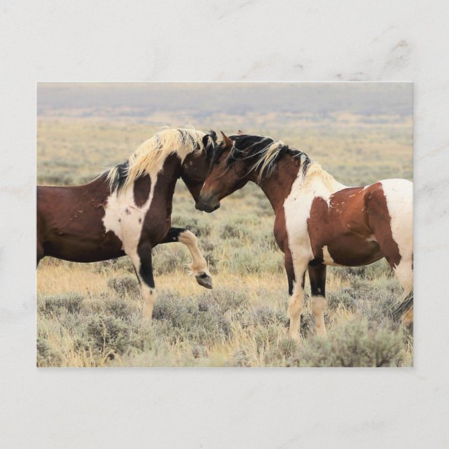 Postal Caballos salvajes McCullough Peaks (Anverso)