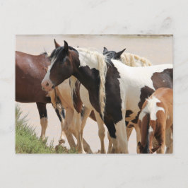 Postal Caballos salvajes McCullough Peaks