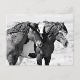 Postal Caballos salvajes McCullough Peaks